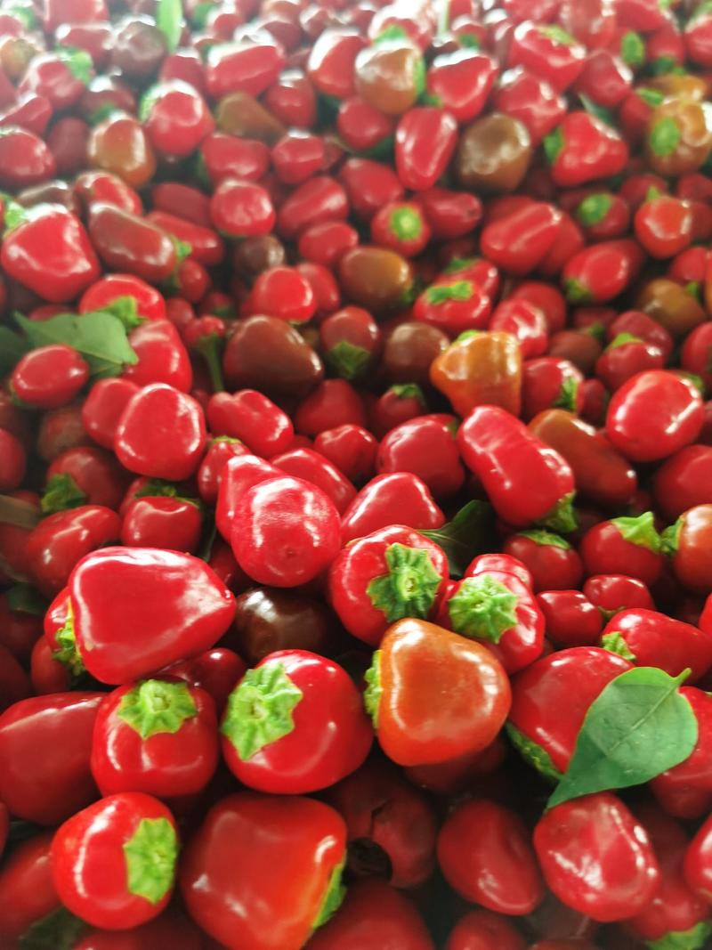 草莓辣椒，灯笼辣椒，草莓椒，灯笼椒，干辣椒，湿辣椒，产地