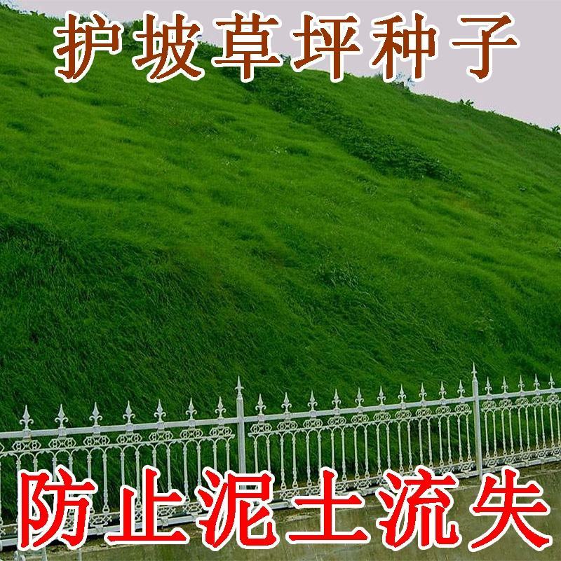 高羊茅种子优质草坪种子高羊茅低矮冷季型草坪籽高羊茅草