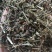 (热销)半枝莲新货药大量货源当天发货中药材批发祥泰