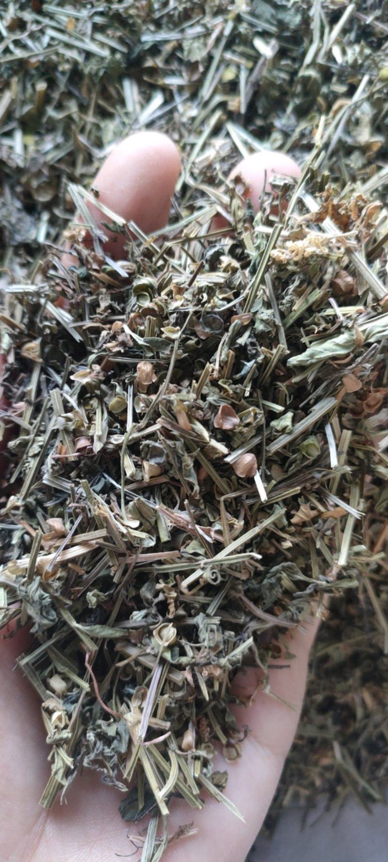 （热销）半枝莲新货药大量货源当天发货中药材批发祥泰