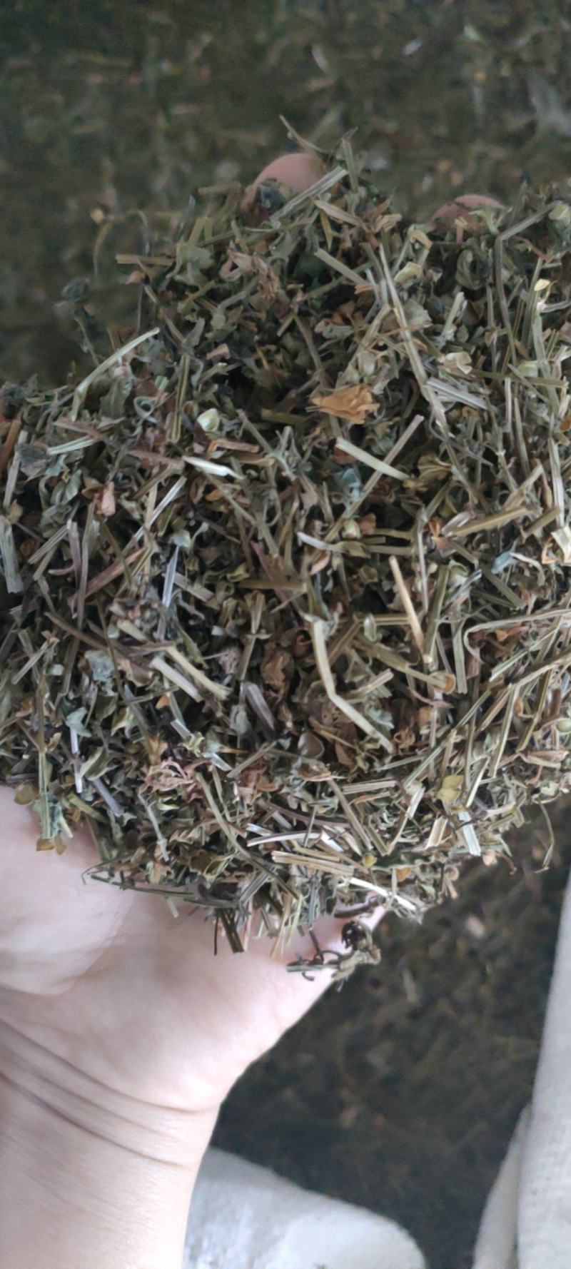 （热销）半枝莲新货药大量货源当天发货中药材批发祥泰