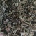 (热销)半枝莲新货药大量货源当天发货中药材批发祥泰