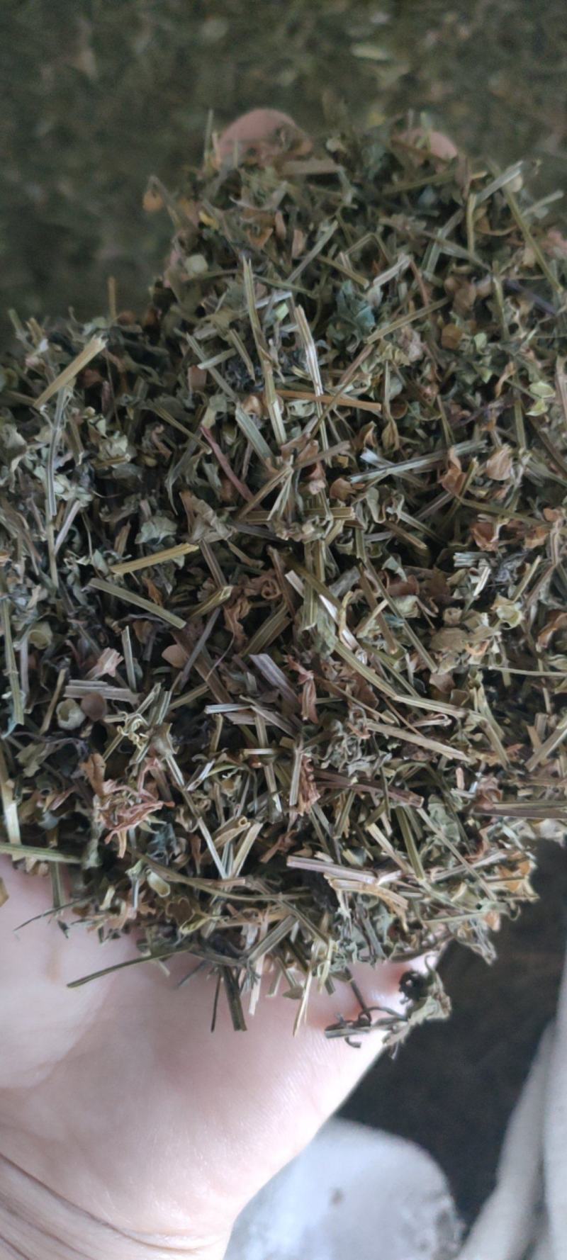 （热销）半枝莲新货药大量货源当天发货中药材批发祥泰