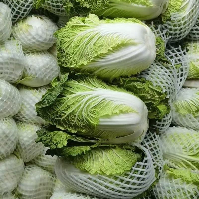 【白菜】云南黄心白菜无虫无花心烂心长期大量供应