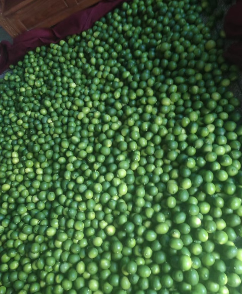 塔希提无籽柠檬泰柠。。。。。。。。。。。。。。
