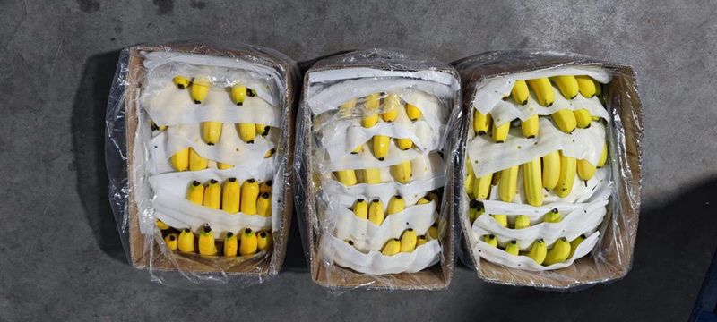 香蕉储存与催熟安全指南信息图