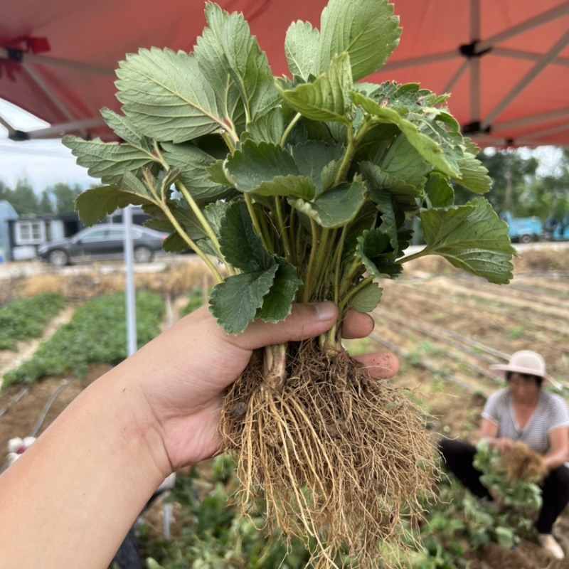 天仙醉草莓苗贵妃草莓苗产量高早熟品种脱毒天仙醉草莓苗