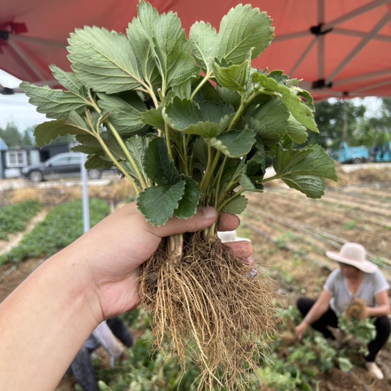 天仙醉草莓苗贵妃草莓苗产量高早熟品种脱毒天仙醉草莓苗