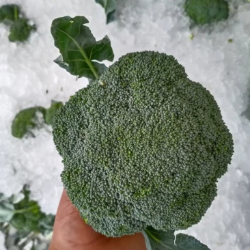 蒜苔菠菜香葱板栗西葫芦