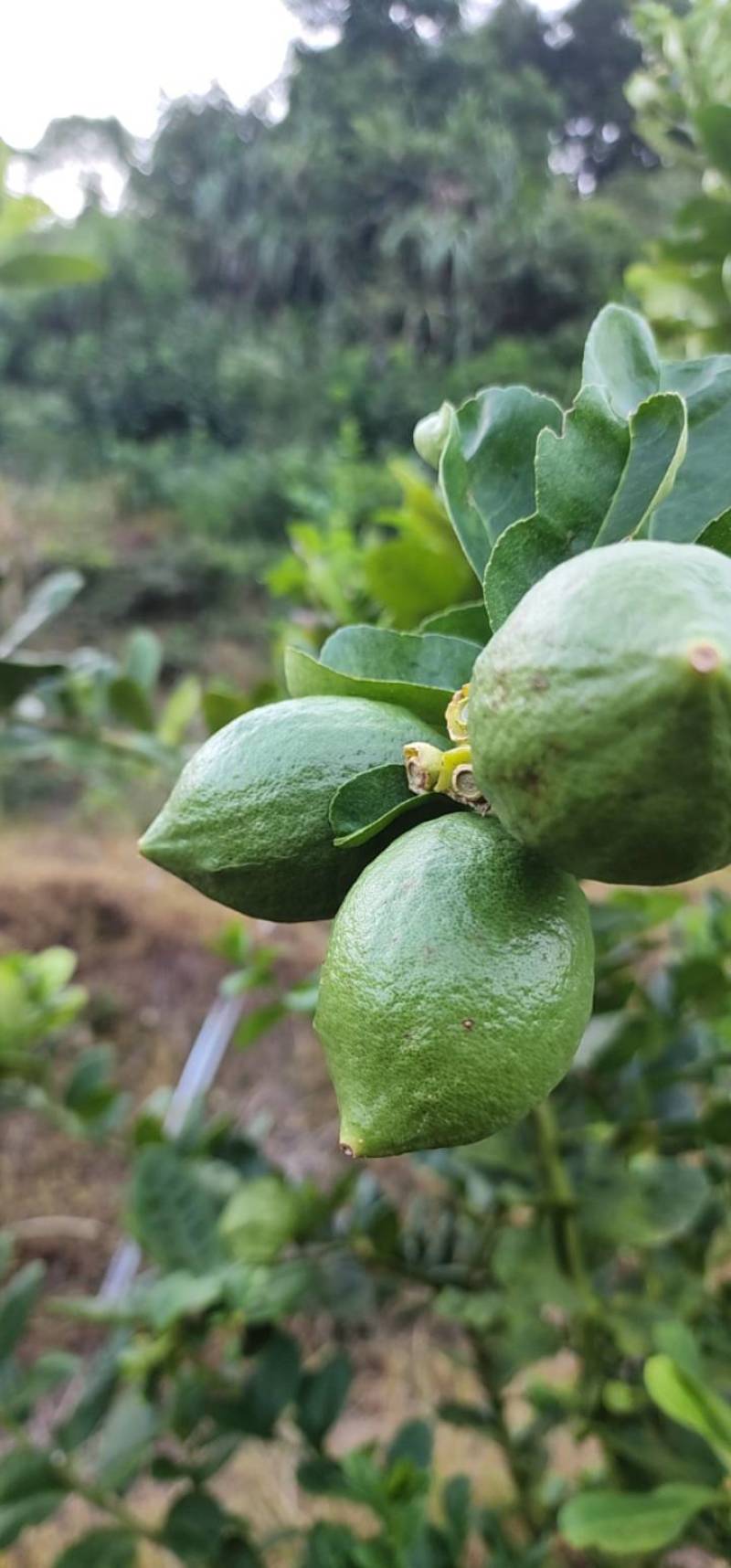 广香水柠檬自有种植基地产地直发货源充足欢迎致电