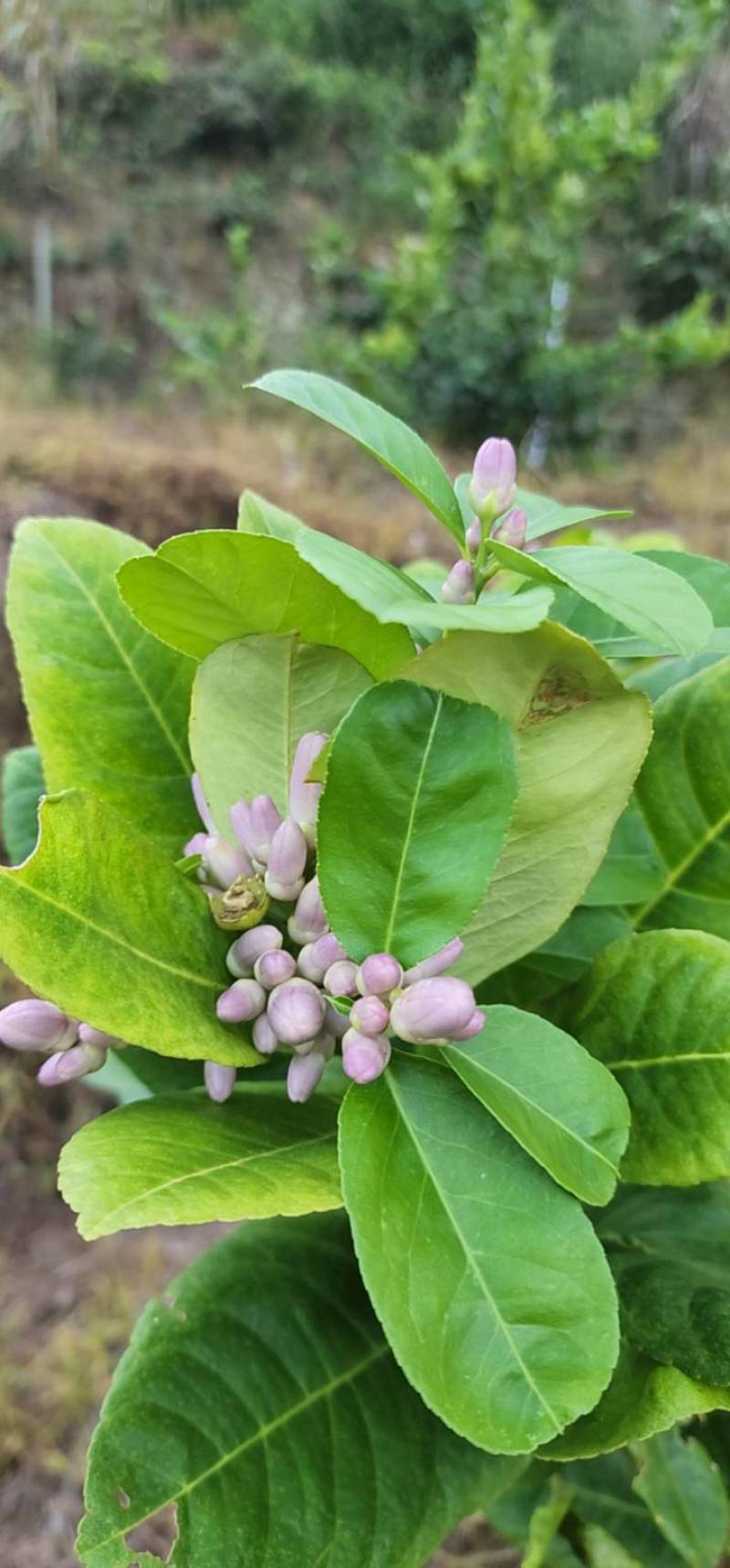 广香水柠檬自有种植基地产地直发货源充足欢迎致电