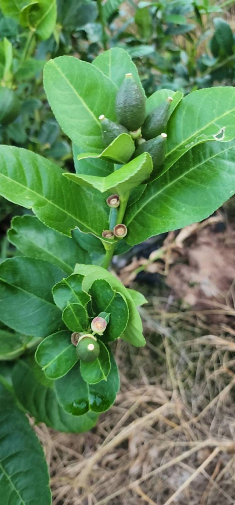 广香水柠檬自有种植基地产地直发货源充足欢迎致电