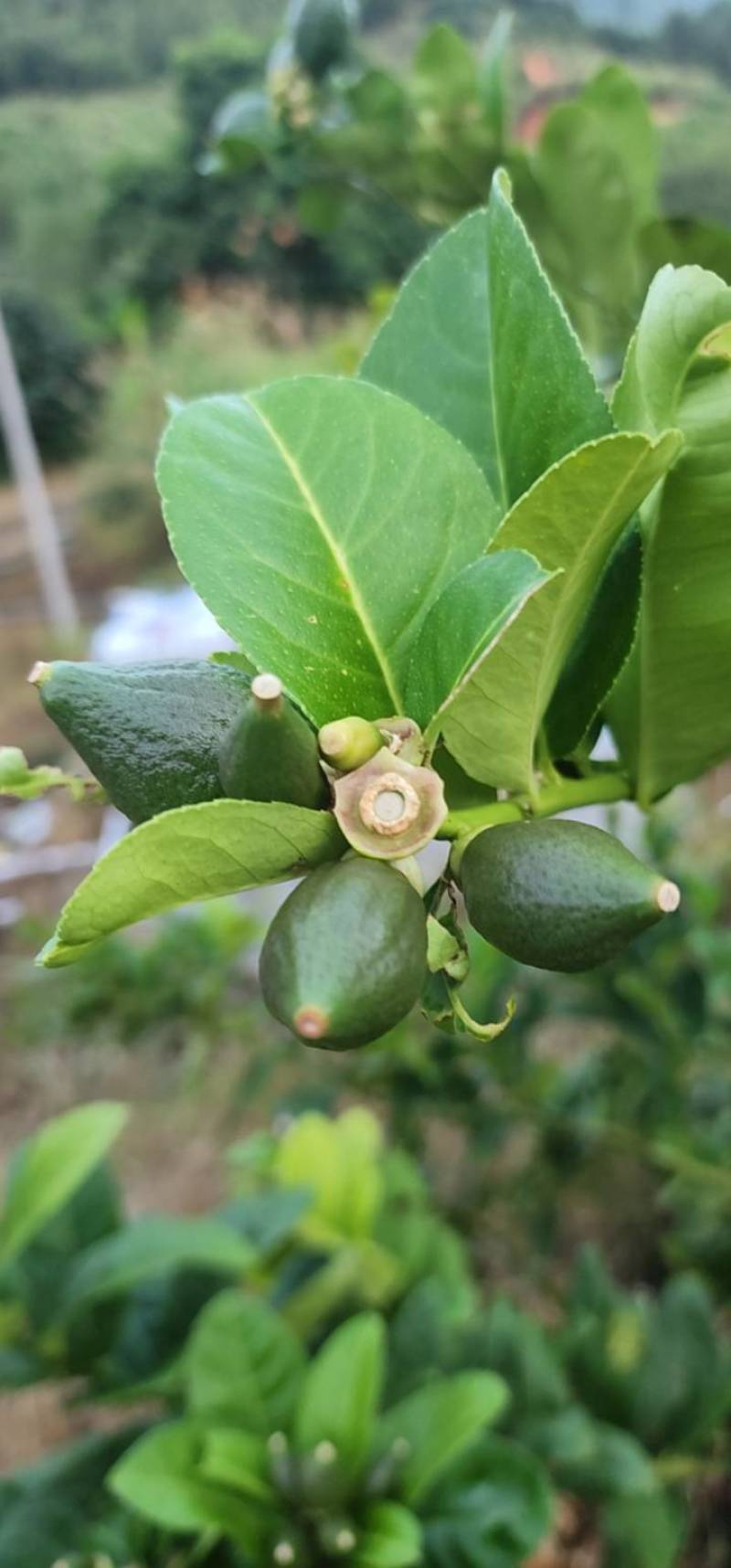 广香水柠檬自有种植基地产地直发货源充足欢迎致电