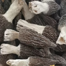 羊肚菌羊肚菇产地直销基地直发全国发货自家种植全国一手货源