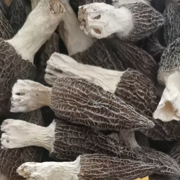 羊肚菌羊肚菇产地直销基地直发全国发货自家种植全国一手货源