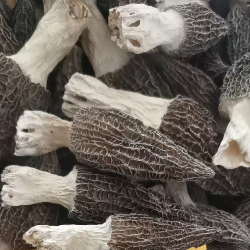 羊肚菌羊肚菇产地直销基地直发全国发货自家种植全国一手货源