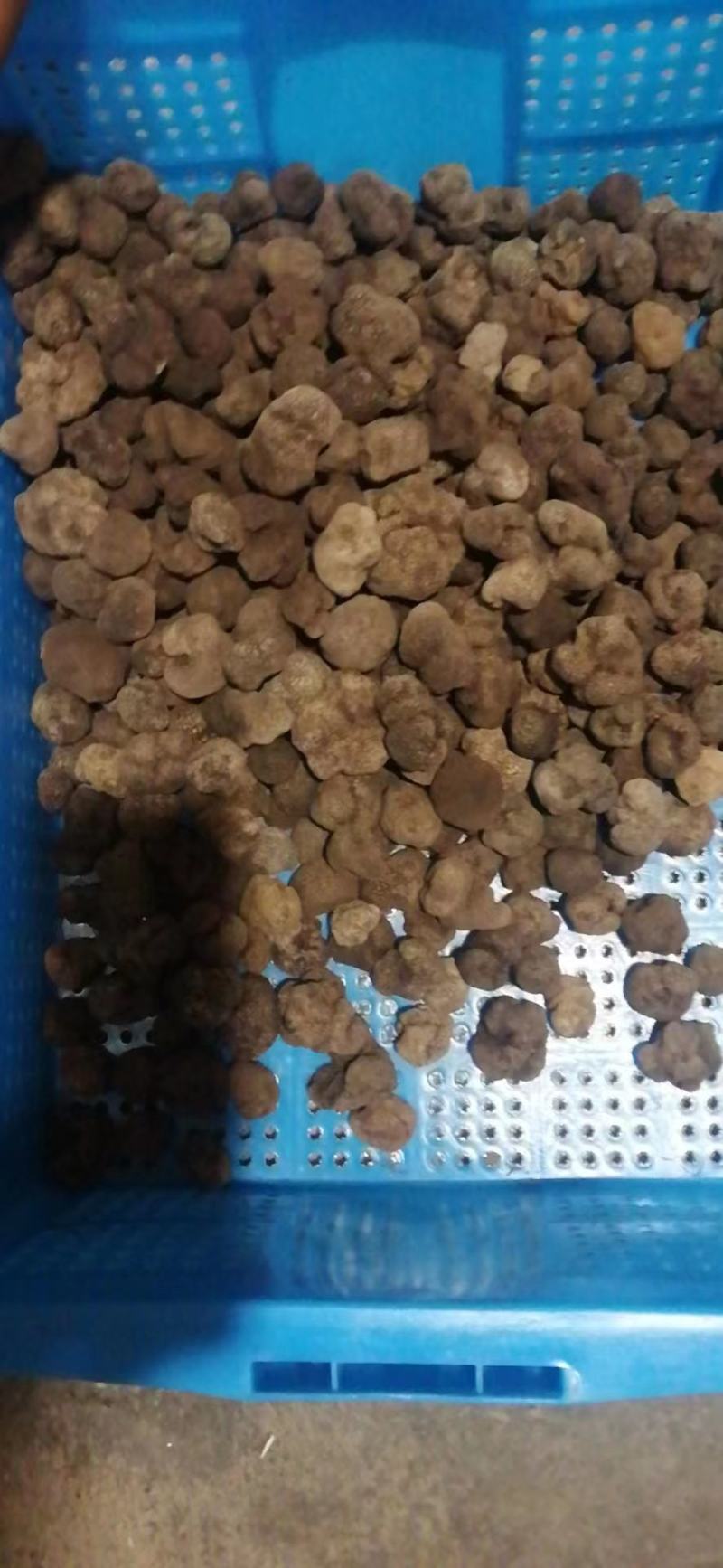 【精选】松露云南精品货源品质保障价格美丽