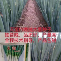 天宝晚抽，小拱棚育苗