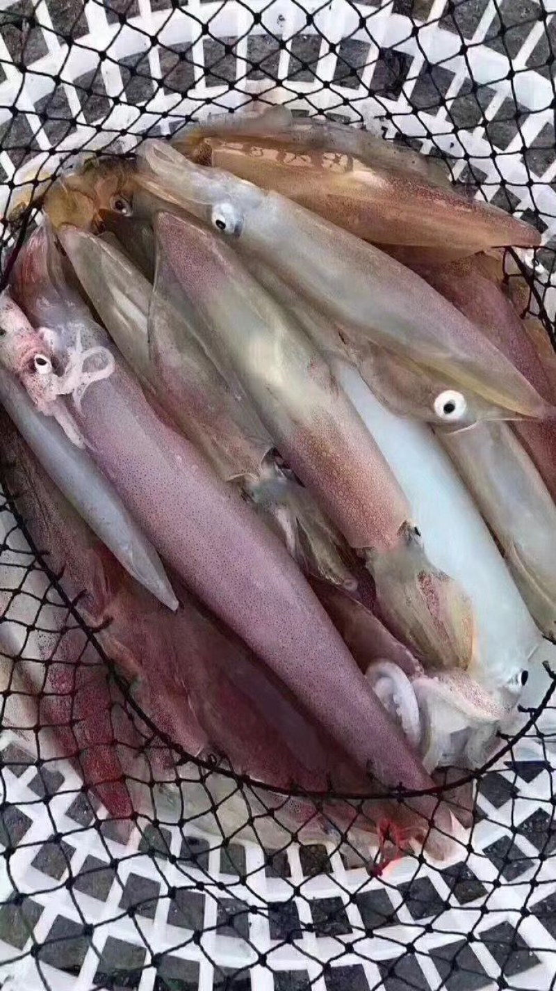 特钓管（活冻）