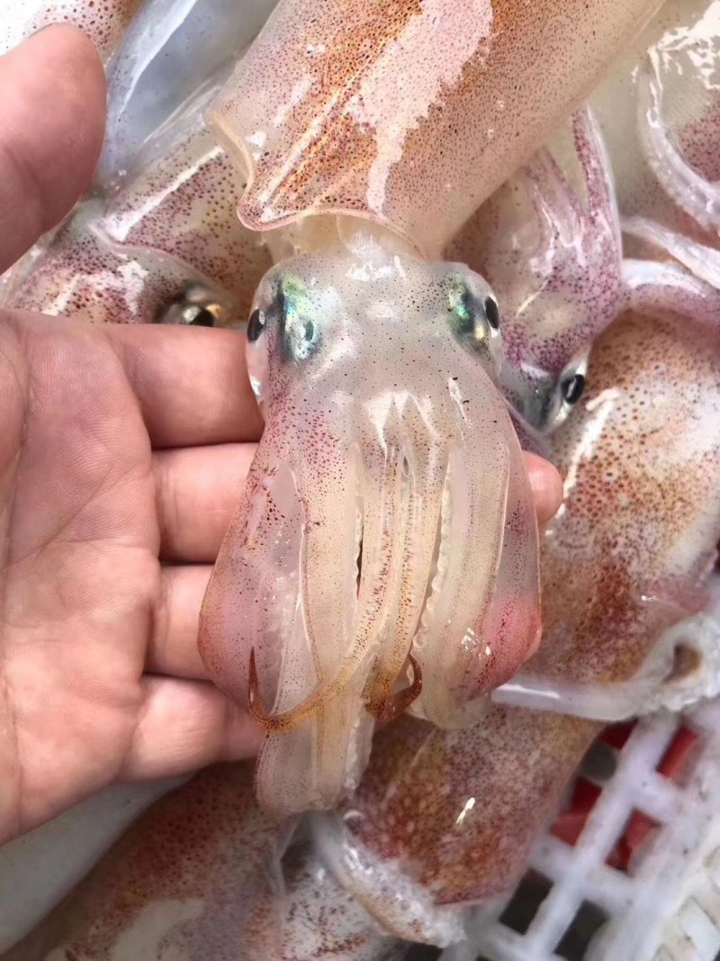 特钓管（活冻）