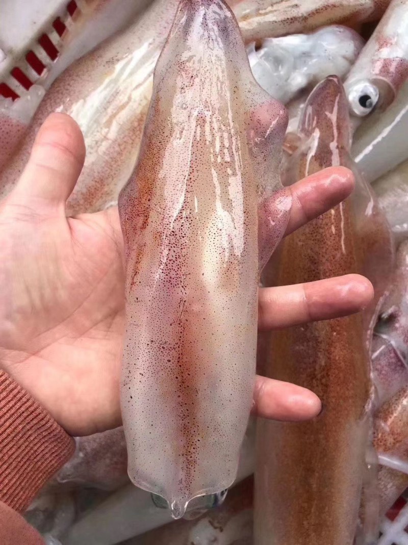 特钓管（活冻）