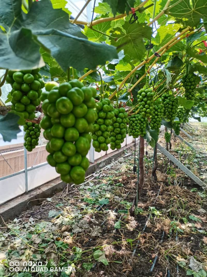阳光玫瑰