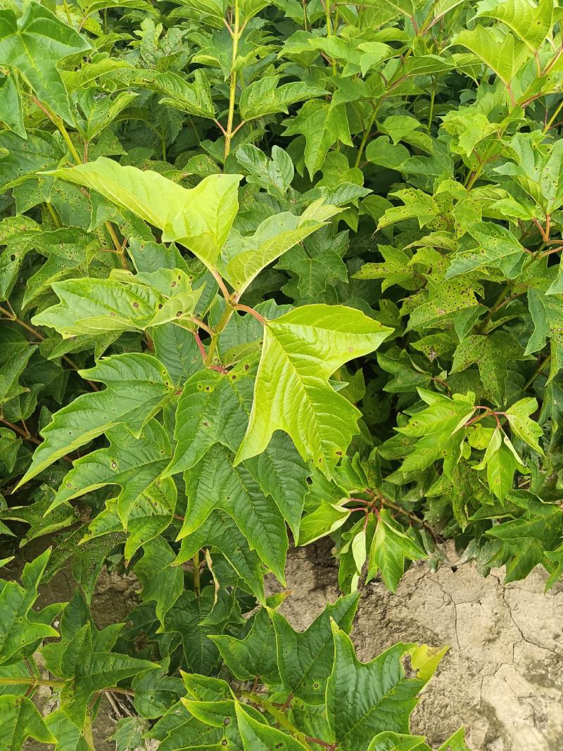 天目琼花，鸡树条夹迷大堆，播种小苗，球，绿篱树
