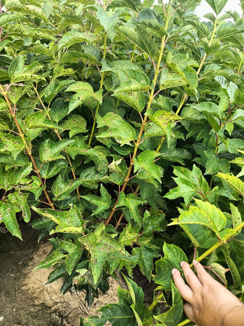 天目琼花，鸡树条夹迷大堆，播种小苗，球，绿篱树