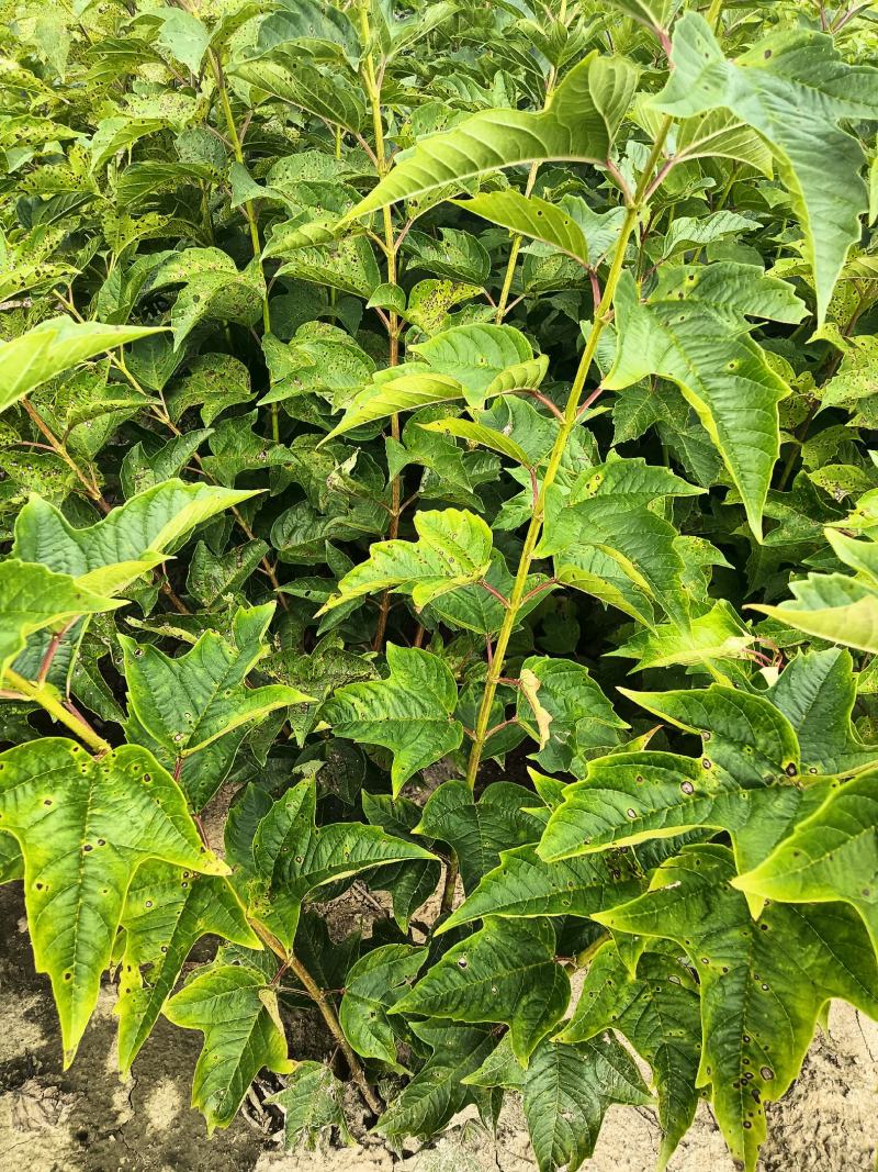 天目琼花，鸡树条夹迷大堆，播种小苗，球，绿篱树