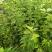 天目琼花，鸡树条夹迷大堆，播种小苗，球，绿篱树