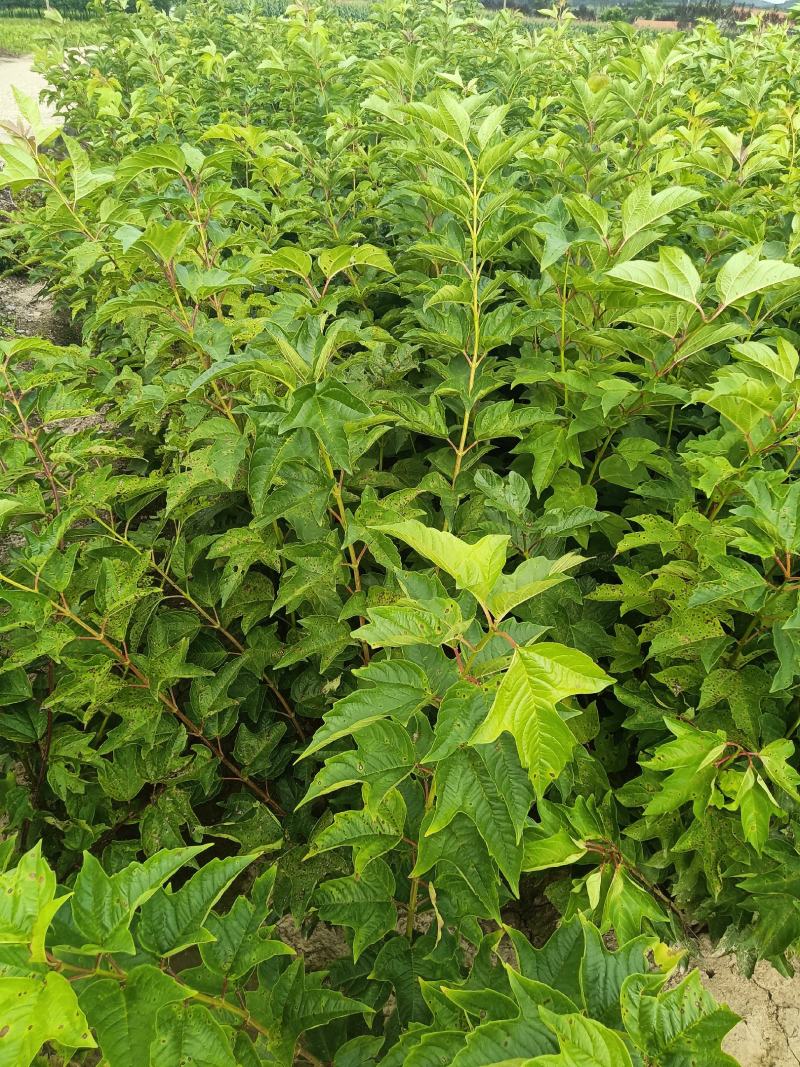 天目琼花，鸡树条夹迷大堆，播种小苗，球，绿篱树