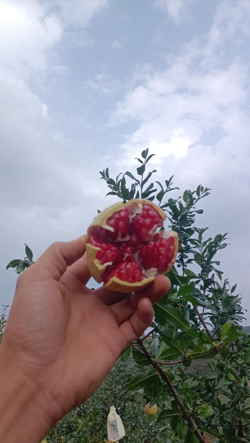 会理石榴会理软籽石榴产地直发，基地直供红籽甜
