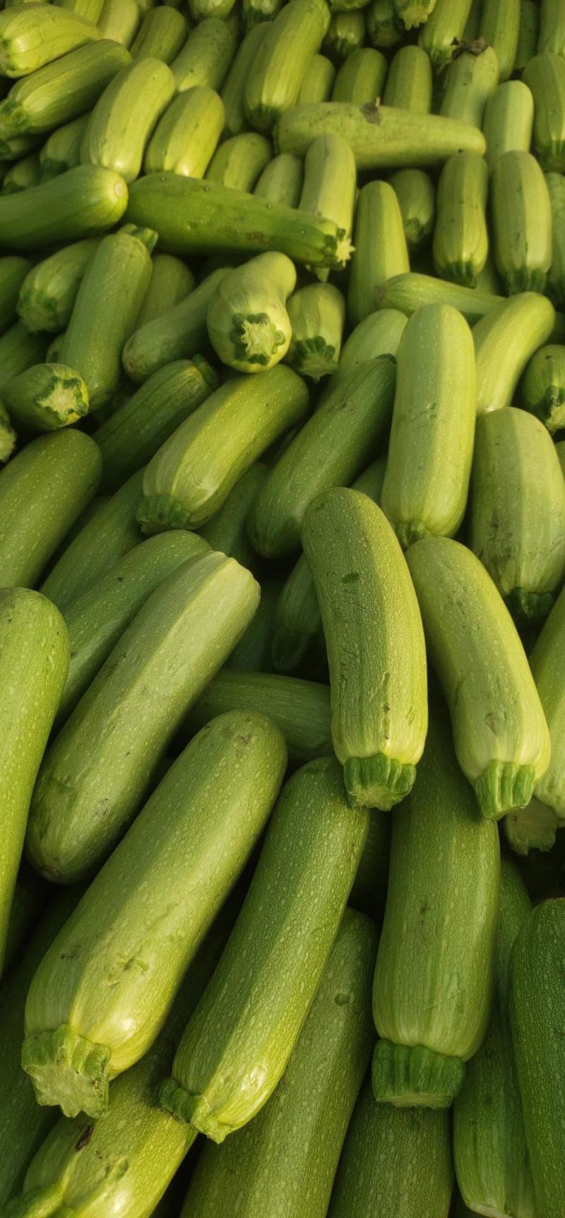 西葫芦西葫芦商超电商品质产地发货箱装框装
