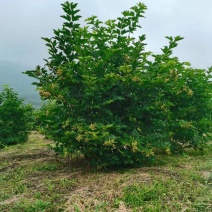 天目琼花，鸡树条夹迷大堆，播种小苗，球，绿篱树