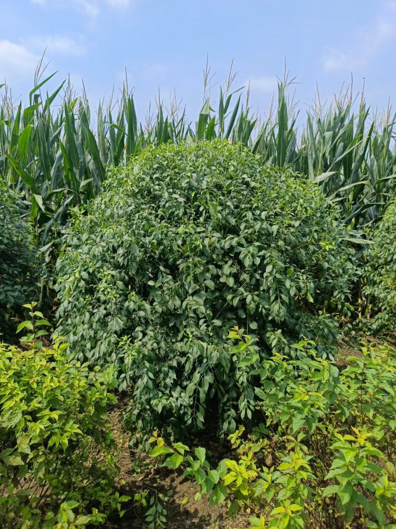 桃叶卫矛球，丝绵木球，卫矛树，卫矛小苗，卫矛堆，