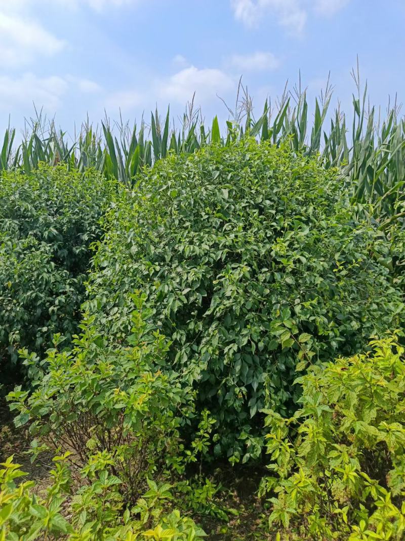 桃叶卫矛球，丝绵木球，卫矛树，卫矛小苗，卫矛堆，