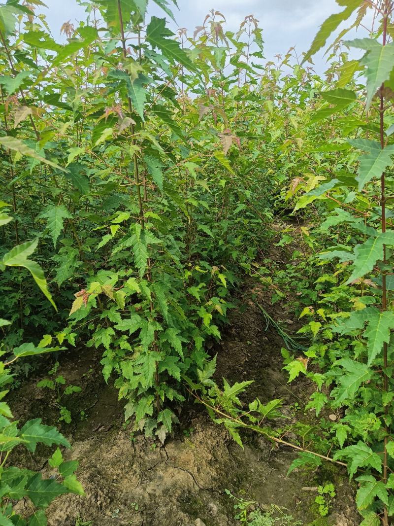 三角枫茶条戚，三角枫堆，三角枫播种小苗，三角枫球，堆