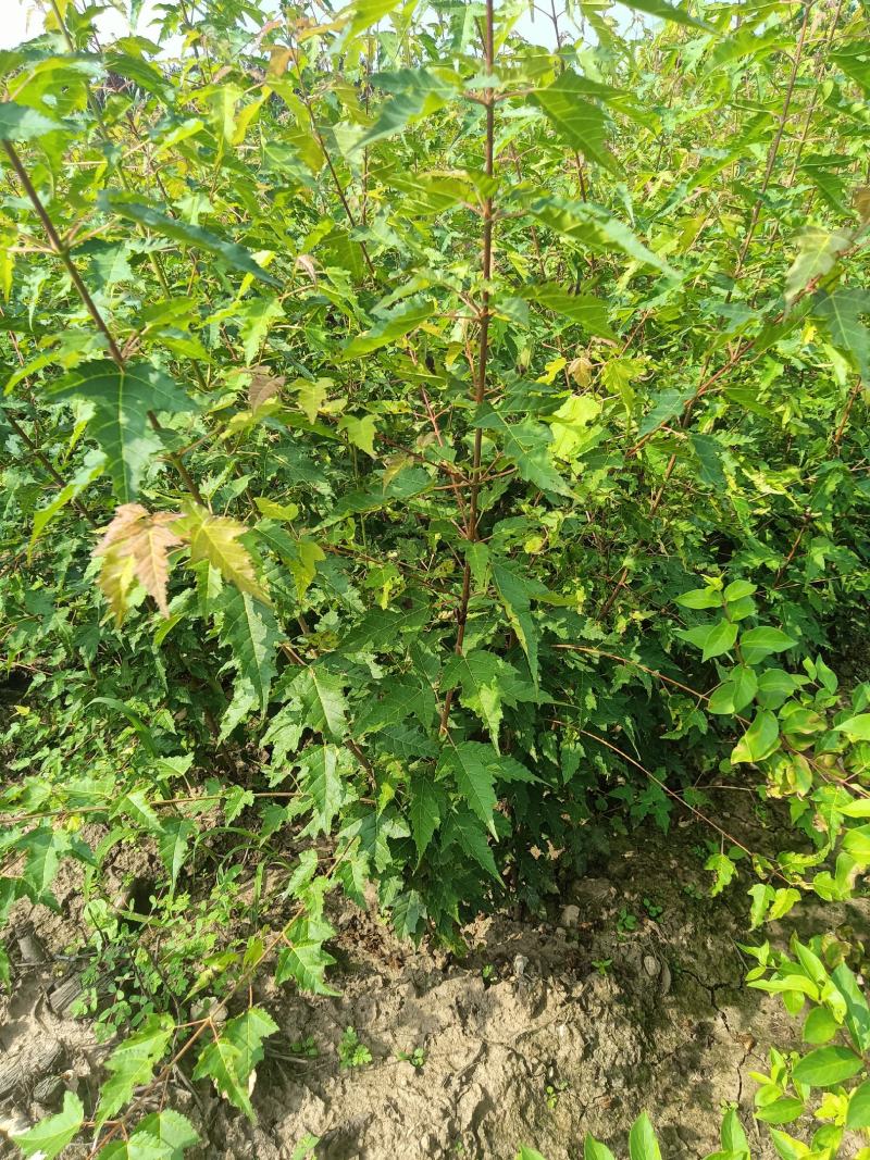 三角枫茶条戚，三角枫堆，三角枫播种小苗，三角枫球，堆