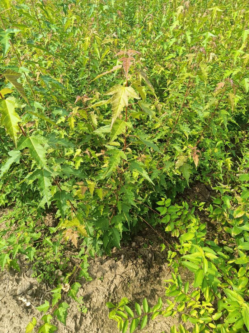 三角枫茶条戚，三角枫堆，三角枫播种小苗，三角枫球，堆