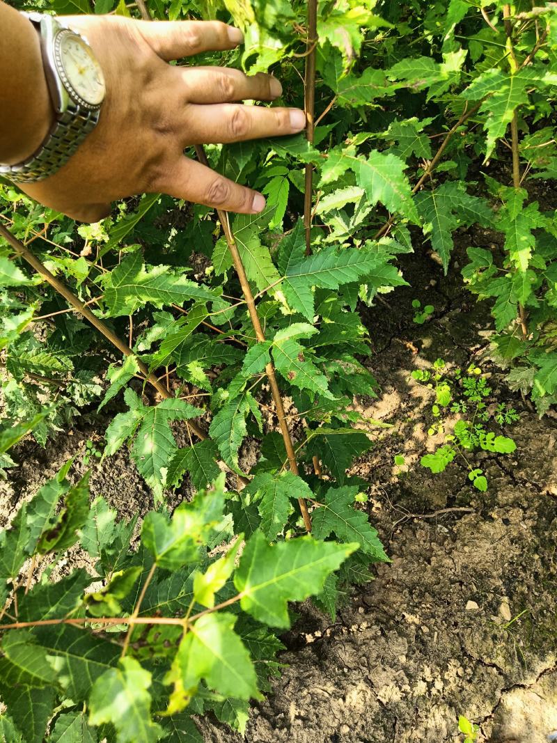 三角枫茶条戚，三角枫堆，三角枫播种小苗，三角枫球，堆