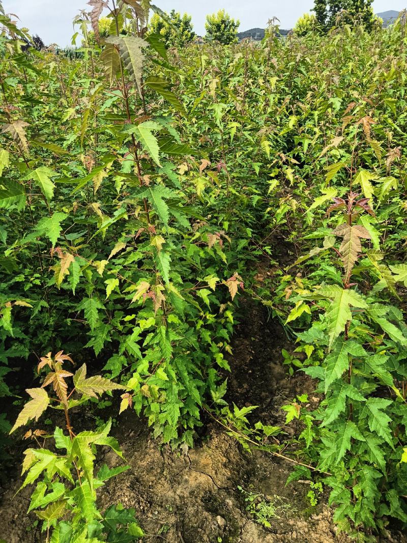 三角枫茶条戚，三角枫堆，三角枫播种小苗，三角枫球，堆