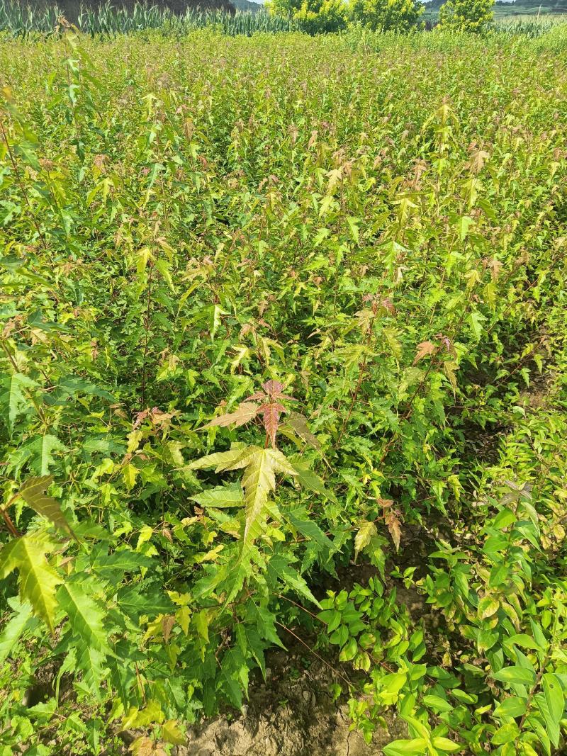 三角枫茶条戚，三角枫堆，三角枫播种小苗，三角枫球，堆