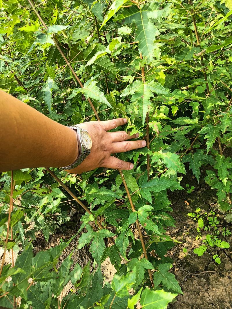 三角枫茶条戚，三角枫堆，三角枫播种小苗，三角枫球，堆