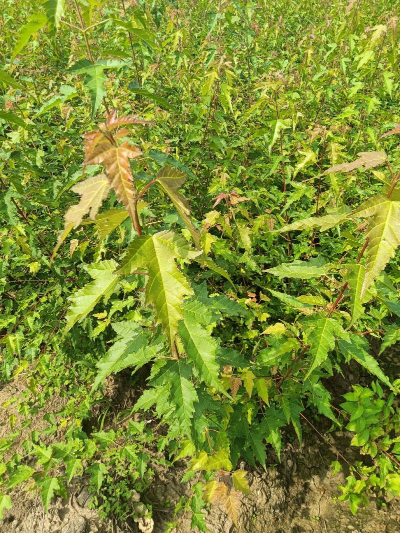 三角枫茶条戚，三角枫堆，三角枫播种小苗，三角枫球，堆