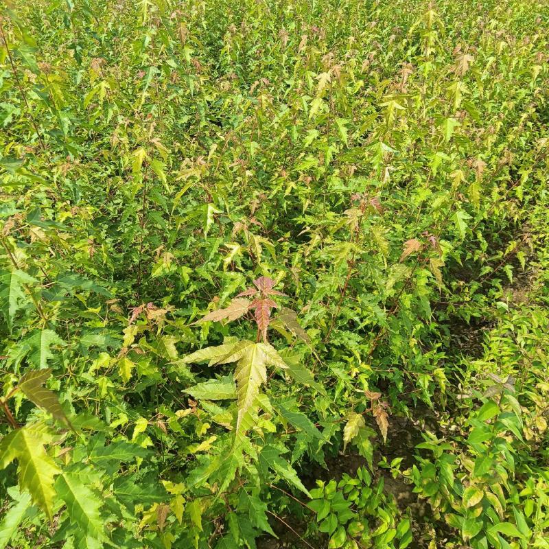 三角枫茶条戚，三角枫堆，三角枫播种小苗，三角枫球，堆