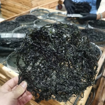 头水紫菜