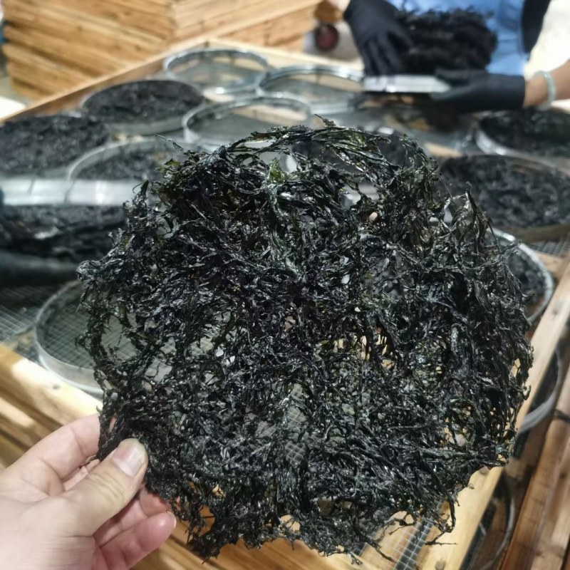 头水紫菜