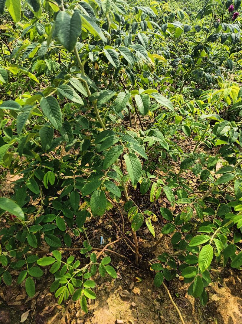 多季刺梅