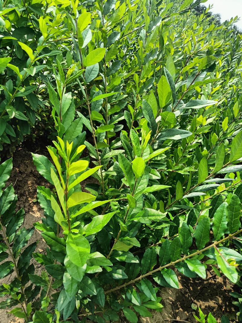 夹值水蜡，金叶水蜡，水蜡堆。女贞堆，女贞球，水蜡球，小苗