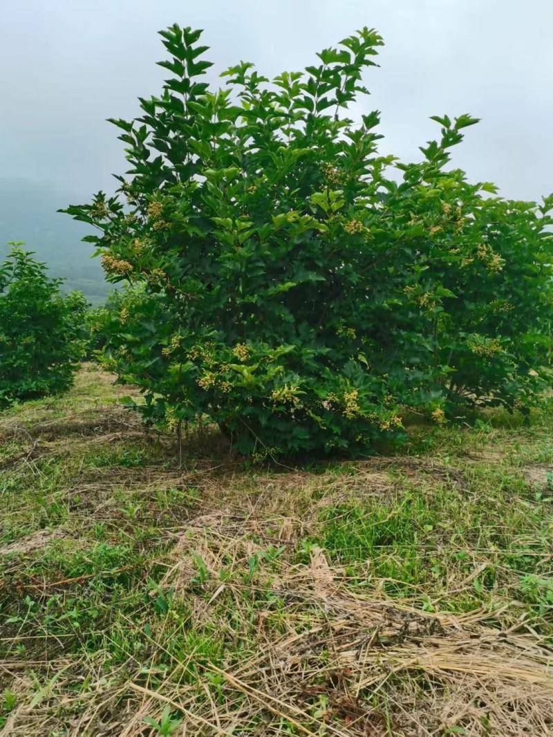 天目琼花大堆，鸡树条夹迷，播种小苗，鸡树条堆，
